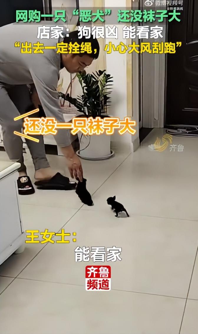 網購了1只惡犬還沒襪子大