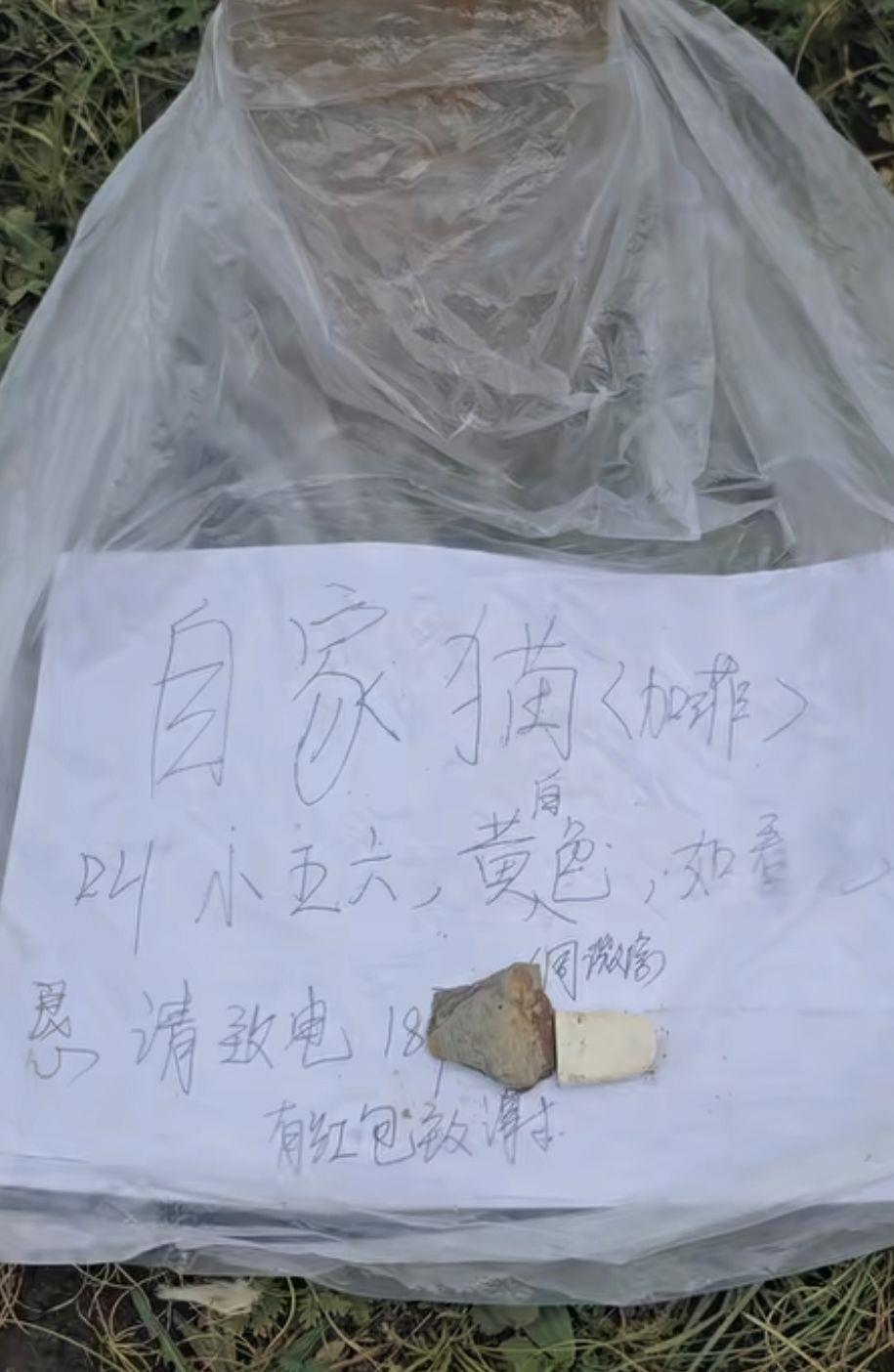 土撥鼠把加菲貓“拐”進洞?當(dāng)?shù)鼗貞?yīng)查看更多>