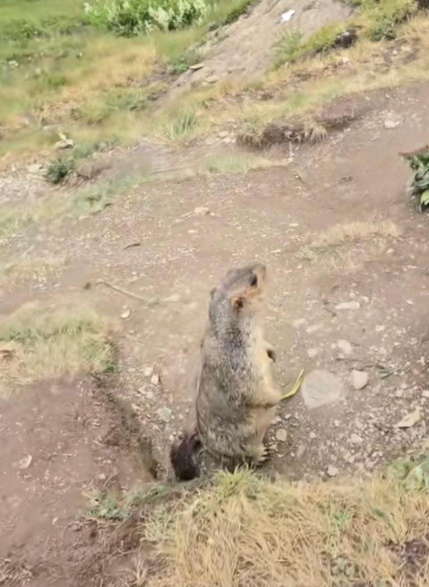 土撥鼠把加菲貓“拐”進洞?當(dāng)?shù)鼗貞?yīng)查看更多>