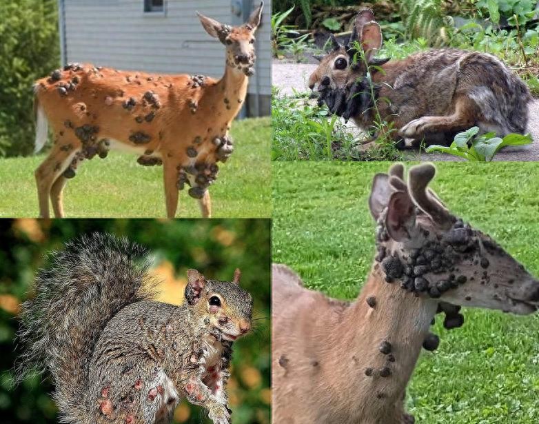 “僵尸松鼠觸手兔” 美國又現(xiàn)變異鹿