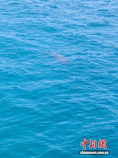 全球最古老海洋哺乳動物現身南海