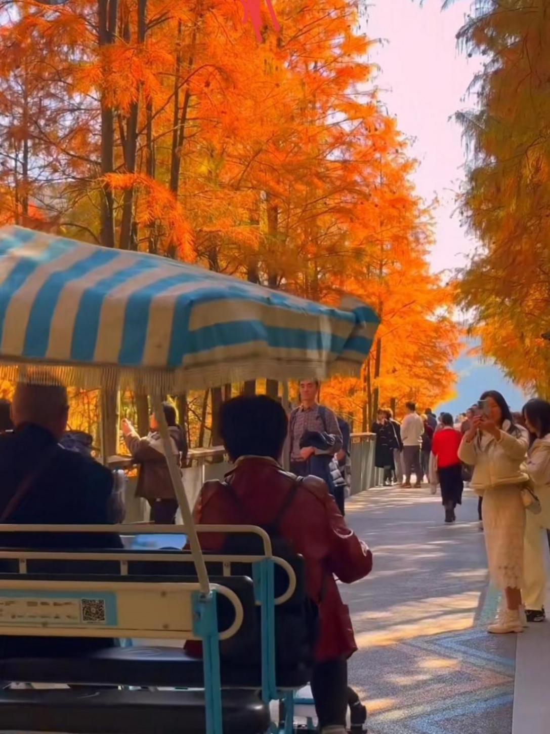 霜降染紅全國!這3個小眾紅葉秘境,比香山更出片