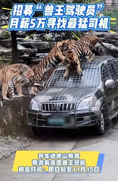 月薪5萬元招聘猛獸區(qū)司機(jī),“開車進(jìn)虎山熊窩”……一野生動(dòng)物園回應(yīng):報(bào)名者很多,需篩選
