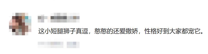 徐州一動物園獅子因短腿走紅,被取名“柯基”,性格溫順親人