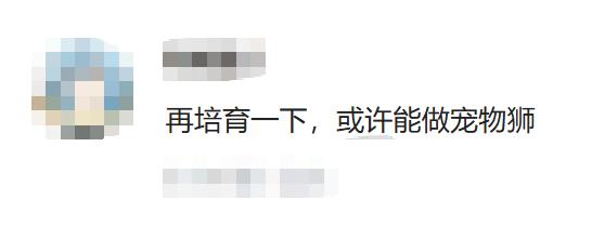 徐州一動物園獅子因短腿走紅,被取名“柯基”,性格溫順親人